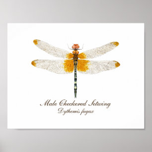 Männlich Checked Setwing Dragonfly Poster