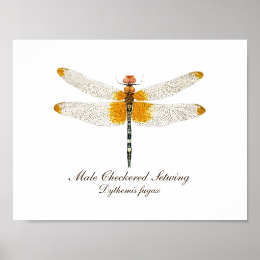 Männlich Checked Setwing Dragonfly Poster (Vorne)