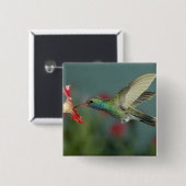 männlich fütternd auf Petunia, Madera Canyon, Ariz Button (Vorne & Hinten)