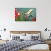 männlich fütternd auf Petunia, Madera Canyon, Ariz Leinwanddruck (Insitu (Schlafzimmer))