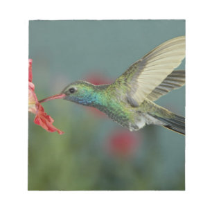 männlich fütternd auf Petunia, Madera Canyon, Ariz Notizblock