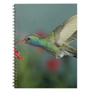 männlich fütternd auf Petunia, Madera Canyon, Ariz Notizblock