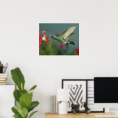 männlich fütternd auf Petunia, Madera Canyon, Ariz Poster (Heimbüro)