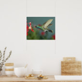 männlich fütternd auf Petunia, Madera Canyon, Ariz Poster (Küche)