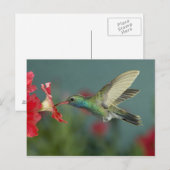 männlich fütternd auf Petunia, Madera Canyon, Ariz Postkarte (Vorne/Hinten)