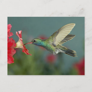 männlich fütternd auf Petunia, Madera Canyon, Ariz Postkarte