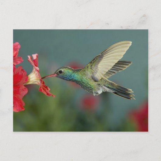 männlich fütternd auf Petunia, Madera Canyon, Ariz Postkarte (Vorderseite)