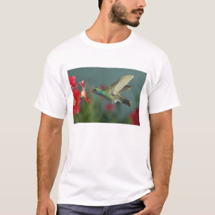 männlich fütternd auf Petunia, Madera Canyon, Ariz T-Shirt