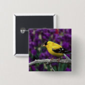 Männlich, Goldfinch im Sommer, Button (Vorne & Hinten)