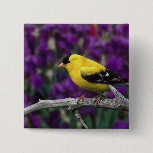 Männlich, Goldfinch im Sommer, Button