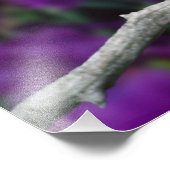 Männlich, Goldfinch im Sommer, Fotodruck (Ecke)