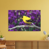 Männlich, Goldfinch im Sommer, Leinwanddruck (Insitu (Wohnzimmer))