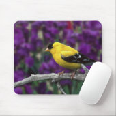 Männlich, Goldfinch im Sommer, Mousepad (Mit Mouse)