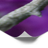 Männlich, Goldfinch im Sommer, Poster (Ecke)