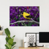 Männlich, Goldfinch im Sommer, Poster (Heimbüro)