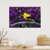 Männlich, Goldfinch im Sommer, Poster (Küche)