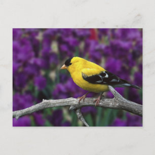 Männlich, Goldfinch im Sommer, Postkarte
