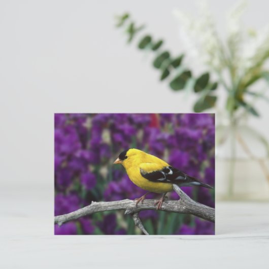 Männlich, Goldfinch im Sommer, Postkarte (Stehend Vorderseite)