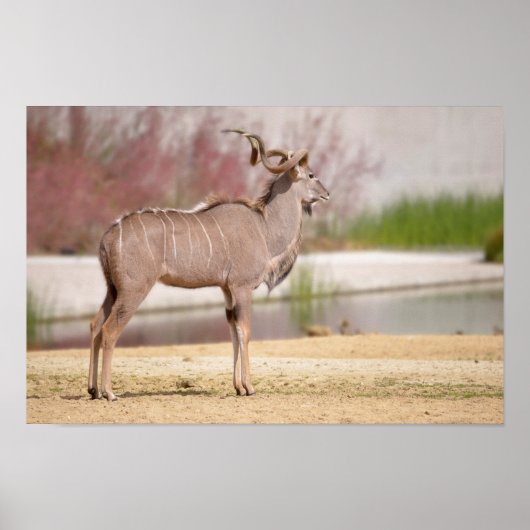 Männlich größer kudu poster (Vorne)
