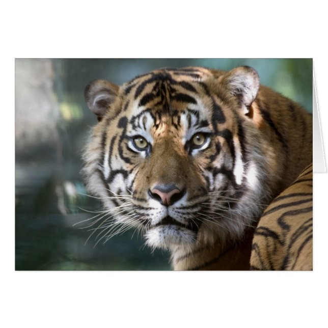 Männlich Sumatran Tiger (Panthera tigris sumatrae) (Vorderseite (Horizontal))