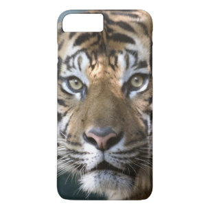 Männlich Sumatran Tiger (Panthera tigris sumatrae) Case-Mate iPhone Hülle