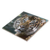 Männlich Sumatran Tiger (Panthera tigris sumatrae) Fliese (Seite)