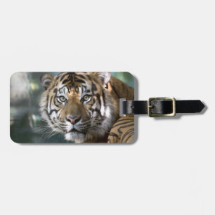 Männlich Sumatran Tiger (Panthera tigris sumatrae) Gepäckanhänger