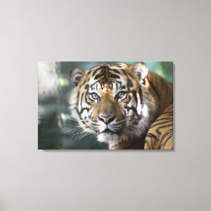 Männlich Sumatran Tiger (Panthera tigris sumatrae) Leinwanddruck