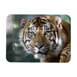 Männlich Sumatran Tiger (Panthera tigris sumatrae) Magnet