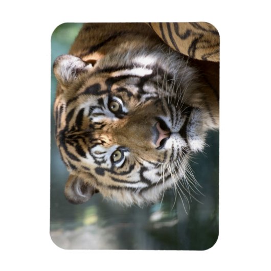 Männlich Sumatran Tiger (Panthera tigris sumatrae) Magnet (Vertikal)