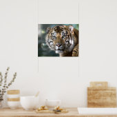 Männlich Sumatran Tiger (Panthera tigris sumatrae) Poster (Küche)
