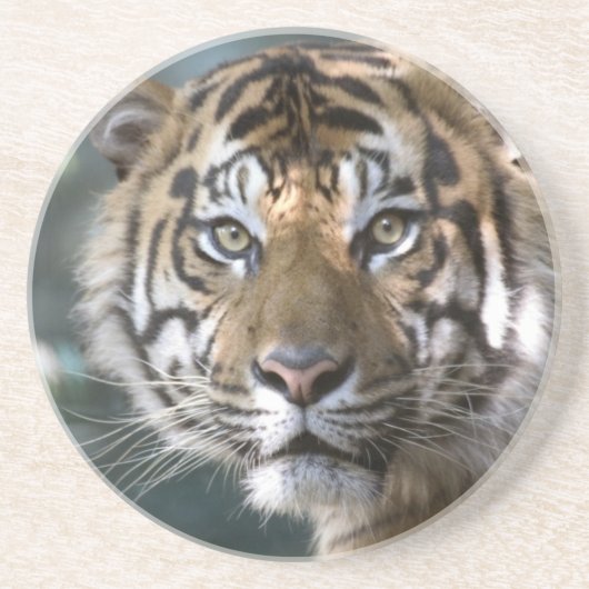 Männlich Sumatran Tiger (Panthera tigris sumatrae) Sandstein Untersetzer (Vorne)