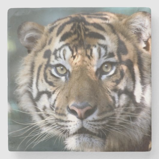 Männlich Sumatran Tiger (Panthera tigris sumatrae) Steinuntersetzer (Vorderseite)