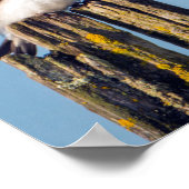 Männlich und weiblich Baumschlucken Poster (Ecke)