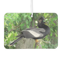 Männlich (vorne) und Weiblich (hinten) Anhinga