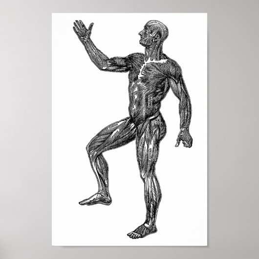 Männliche Anatomie Muskeln Medizinische Wissenscha Poster (Vorne)