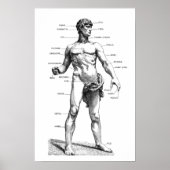 Männliche Anatomie - Vorderseite Poster (Vorne)