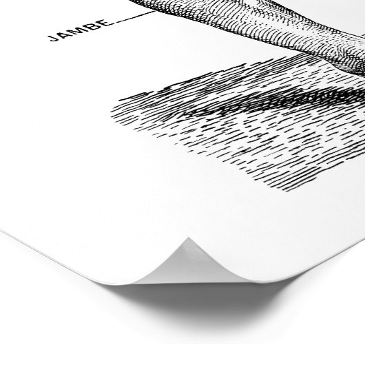 Männliche Anatomie - Vorderseite Poster (Ecke)