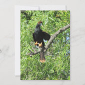 Männliche Anhinga (Schlangenvogel) Flachkarte (Vorderseite)