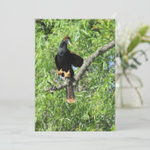Männliche Anhinga (Schlangenvogel) Flachkarte (Stehend Vorderseite)
