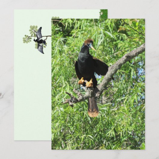 Männliche Anhinga (Schlangenvogel) Flachkarte (Vorne/Hinten)