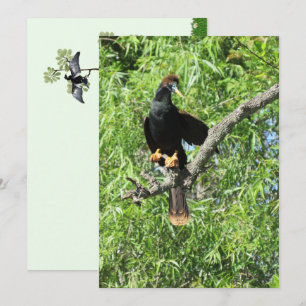 Männliche Anhinga (Schlangenvogel) Flachkarte