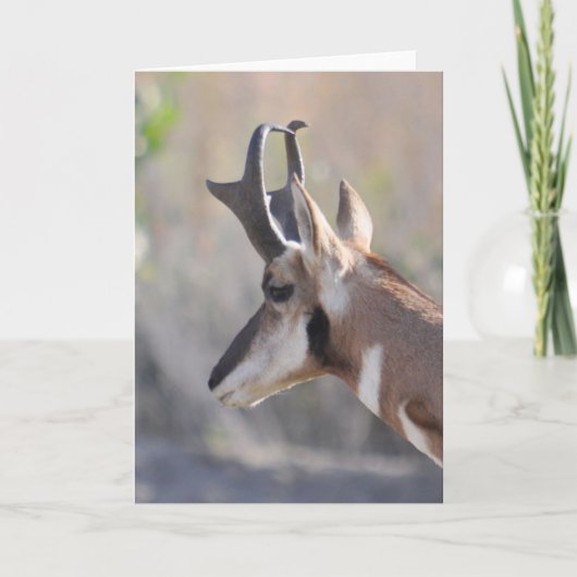 Männliche Antelope - Kunstkarte Karte (Vorderseite)
