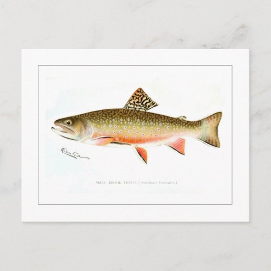 Männliche Bachforelle Postkarte (Vorderseite)