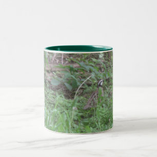 Männliche Bob Qhite Wachteln Zweifarbige Tasse