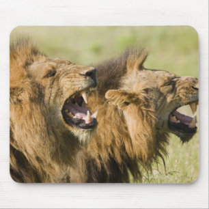 Männliche brüllende Löwen, größerer Kruger Mousepad