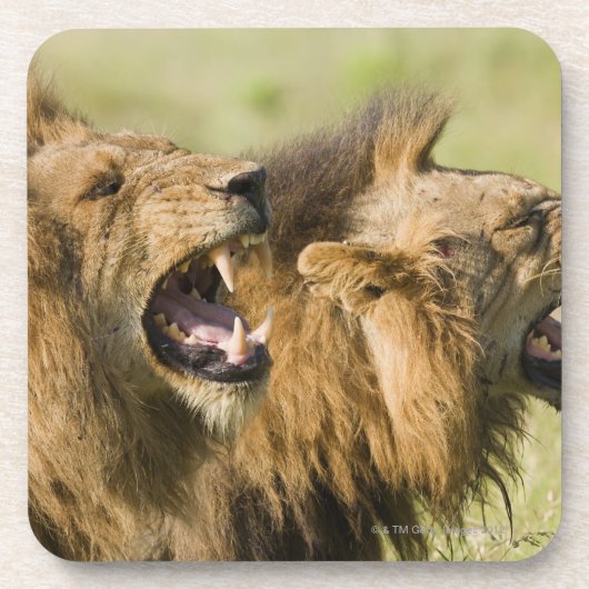Männliche brüllende Löwen, größerer Kruger Untersetzer (Vorderseite)