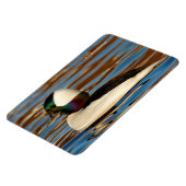 Männliche Bufflehead Duck in der Nachmittagssonne Magnet (Linke Seite)