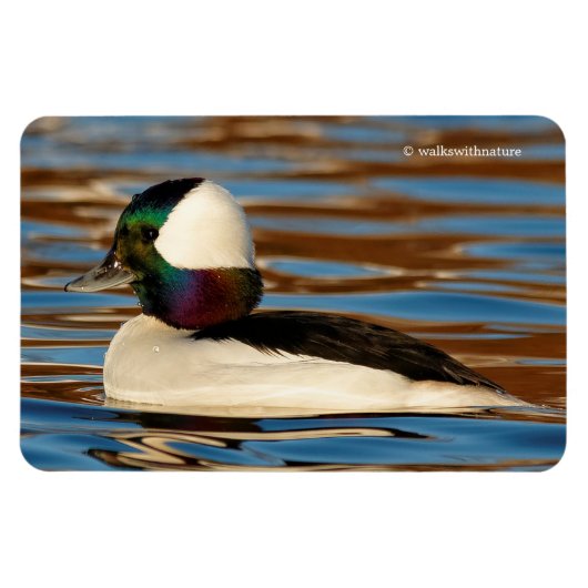 Männliche Bufflehead Duck in der Nachmittagssonne Magnet (Horizontal)
