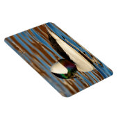 Männliche Bufflehead Duck in der Nachmittagssonne Magnet (Rechte Seite)